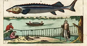 Encyclopedia Gallery: Beluga sturgeon, Huso huso, and fishing methods