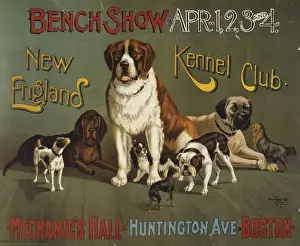 Bench show. New England Kennel Club