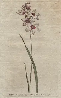Bending Prints: Bending-stalked ixia with pale purple tinged