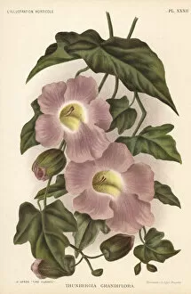 Bengal clockvine, Thunbergia grandiflora