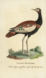 Bengal florican, Houbaropsis bengalensis