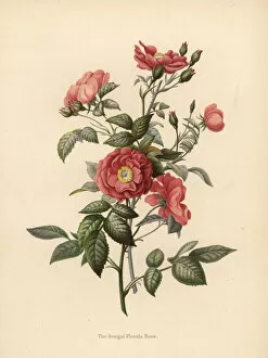 Bengal Florida rose, Rosa chinensis
