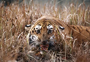 Aggressive Gallery: Bengal / Indian TIGER - close-up, snarling, in