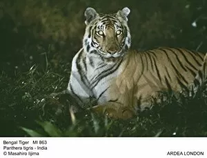 Panthera Collection: Bengal / Indian Tiger - at night, with eyes glowing