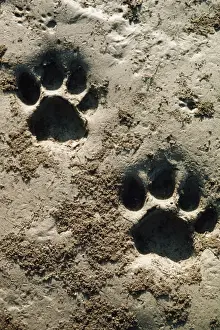 Bengal / Indian Tiger - Pug marks