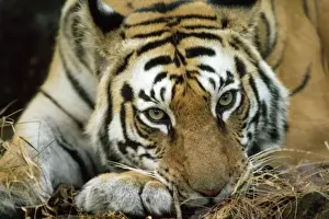 Tigers Prints: Bengal / Indian TIGER - resting head on paw