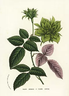 Bengal rose with green flowers, Rosa chinensis