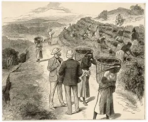 Bengal Tea Plantation