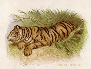 Animals Gallery: Bengal Tiger 1880S