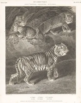 Bengal tiger and African leopards