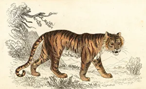 Bengal tiger, Panthera tigris tigris