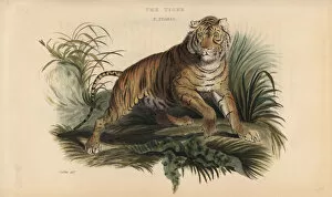 Panthera Collection: Bengal tiger, Panthera tigris tigris. Endangered