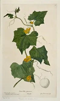 Endeavour Prints: Benincasa hispida, wax gourd