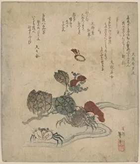 Benkei Prints: Benkei crab and camellia