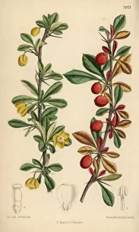 Curtis Collection: Berberis angulosa, yellow flowered shrub native