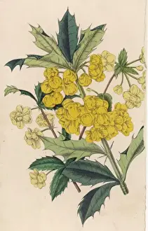 ? Berberis Plant