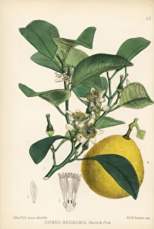 Citrus Collection: Bergamot lemon, Citrus limon