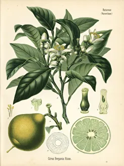 Citrus Collection: Bergamot orange, Citrus bergamia