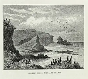 Falkland Prints: Berkeley Sound, Falkland islands