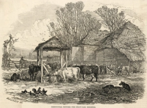 Manger Gallery: Berkshire Straw Yard