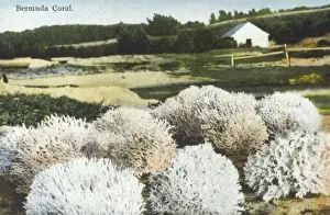 Bermuda Coral