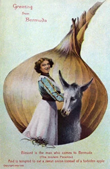 Donkey Collection: Bermuda - Humorous Greetings Postcard - Onion