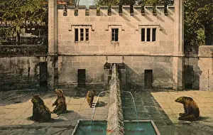 Bern - The Bear PIt - Switzerland