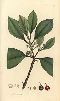 Alnus Gallery: Berry-bearing alder tree, Frangula alnus