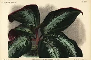 Pannemaeker Collection: Bertolonia hybrid, Madame Treyeran
