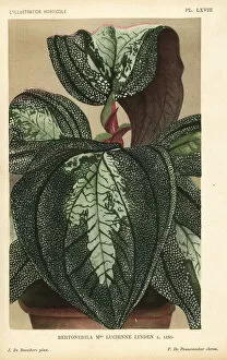Linden Collection: Bertolonia hybrid, Mlle. Lucienne Linden