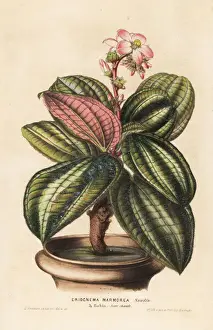 Bahia Prints: Bertolonia marmorata