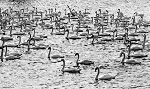 Graceful Gallery: Berwick swans