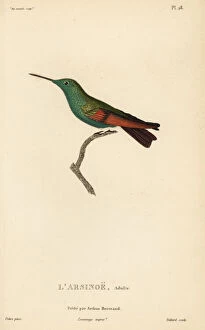 Primevere Collection: Berylline hummingbird, Amazilia beryllina. Adult male