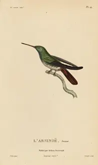 Berylline hummingbird, Amazilia beryllina. Juvenile