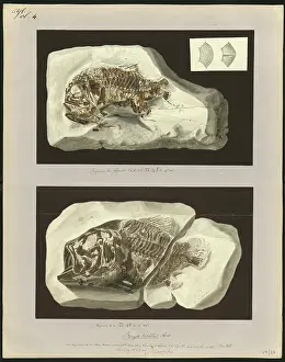 Ornatus Prints: Beryx ornatus Agassiz