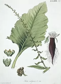 Amaranthaceae Gallery: Beta vulgaris, common beet