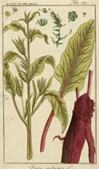 Amaranthaceae Gallery: Beta vulgaris, spinach beet