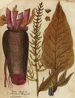 Beta vulgaris, spinach beet
