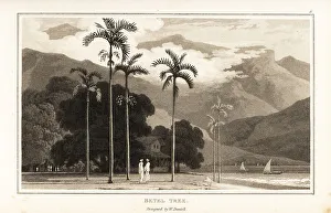 Betel nut palm trees growing on a Pacific ocean coast