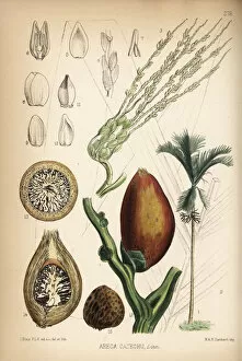 Medicinal Collection: Betelnut palm, Areca catechu