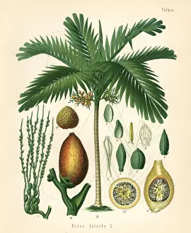 Betelnut palm, Areca catechu