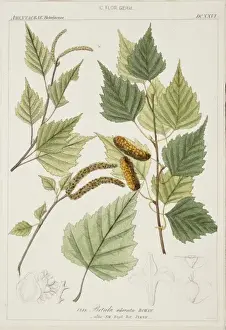 Betulaceae Prints: Betula odorata, birch