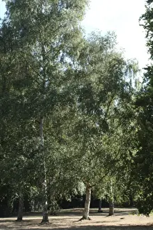 Betula pendula, silver birch