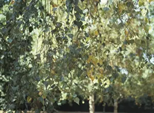 Betula pendula, silver birch