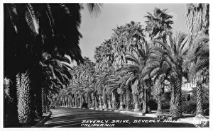 Beverly Prints: Beverly Drive, Beverly Hills, Hollywood, California, USA