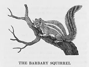 Bewick / Barb. Squirrel
