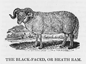 Bewick Prints: Bewick Blackface Ram