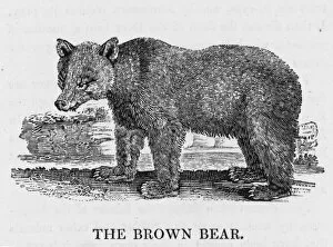 Bewick Collection: Bewick Brown Bear