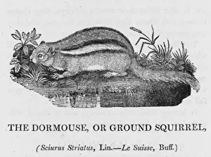 Striatus Prints: Bewick / Chipmunk