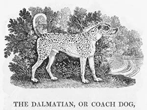 Bewick Collection: Bewick Dalmatian